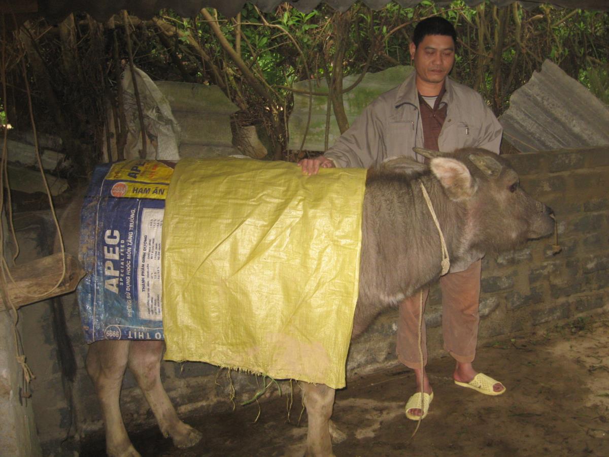Tăng cường các biện pháp bảo vệ đàn gia súc trước rét đậm, rét hại