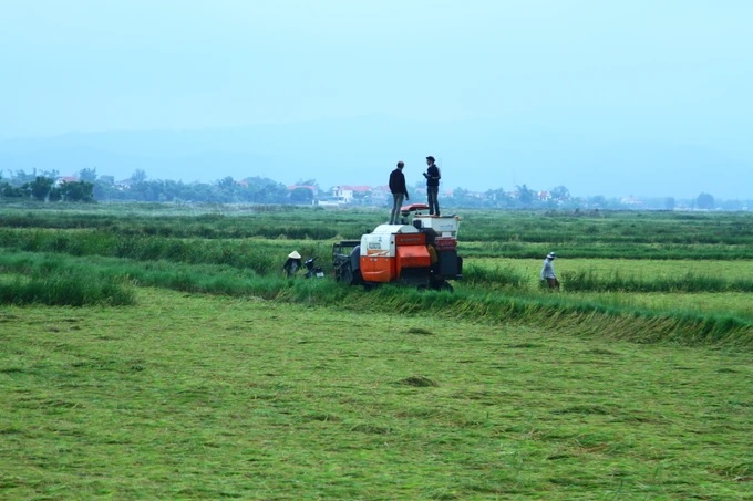 Tranh thủ mưa tạnh, nông dân đưa máy ra gặt để chạy mưa