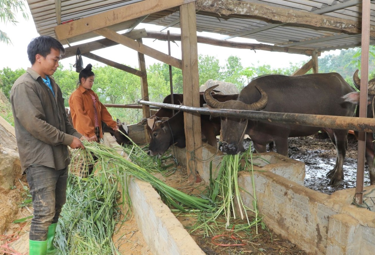 Mai Châu chủ động phòng chống đói, rét cho đàn gia súc