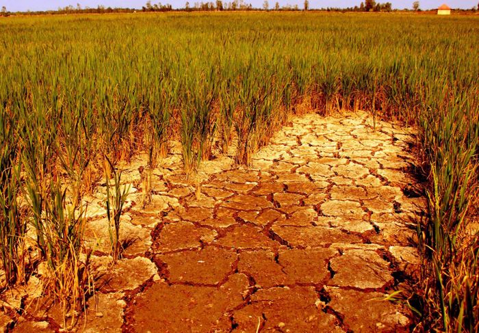 TP. HCM lên phương án phòng, chống hạn hán mùa khô năm 2024