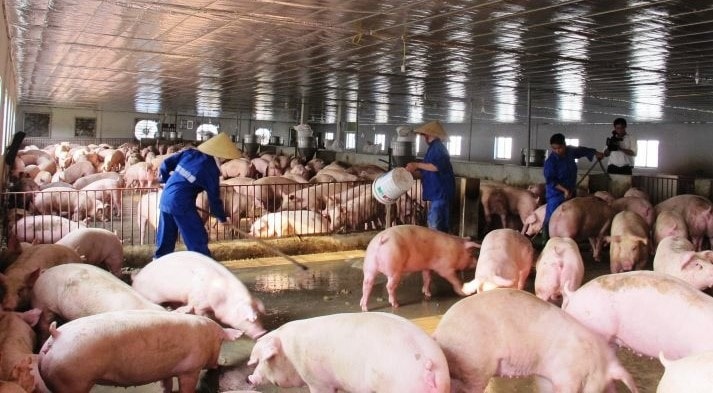 Nắng nóng cực đoan, người chăn nuôi căng mình bảo vệ đàn vật nuôi
