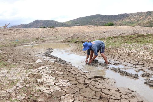 Ninh Thuận, Khánh Hòa: Hàng ngàn hécta đất nông nghiệp,cây trồng bị ảnh hưởng do hạn hán
