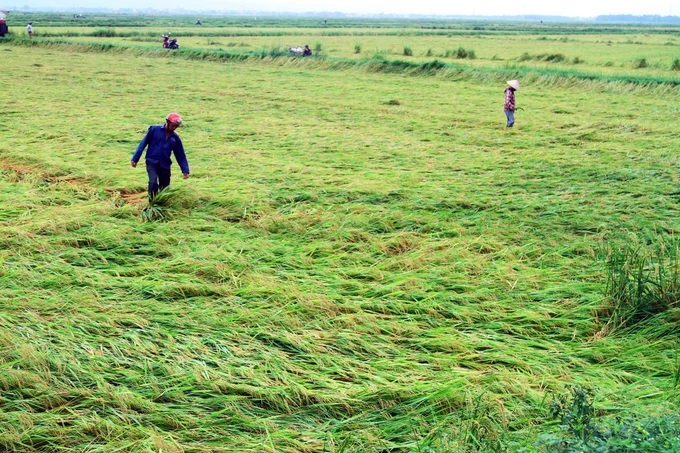 Quảng Bình: Hơn 2.000ha lúa bị lốc ngã rạp