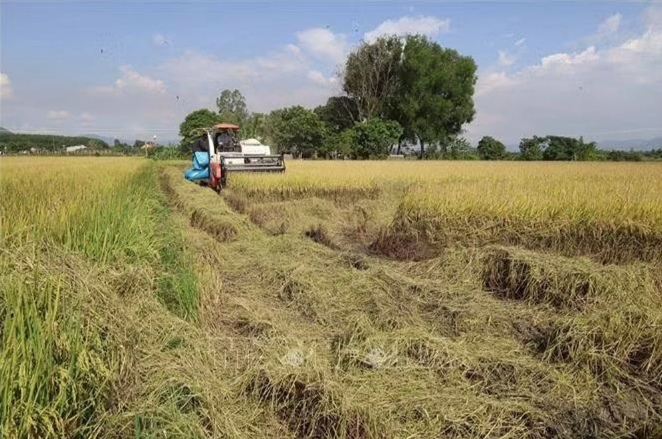 Đắk Lắk kích hoạt kịch bản ứng phó khẩn cấp với nguy cơ hạn hán diện rộng