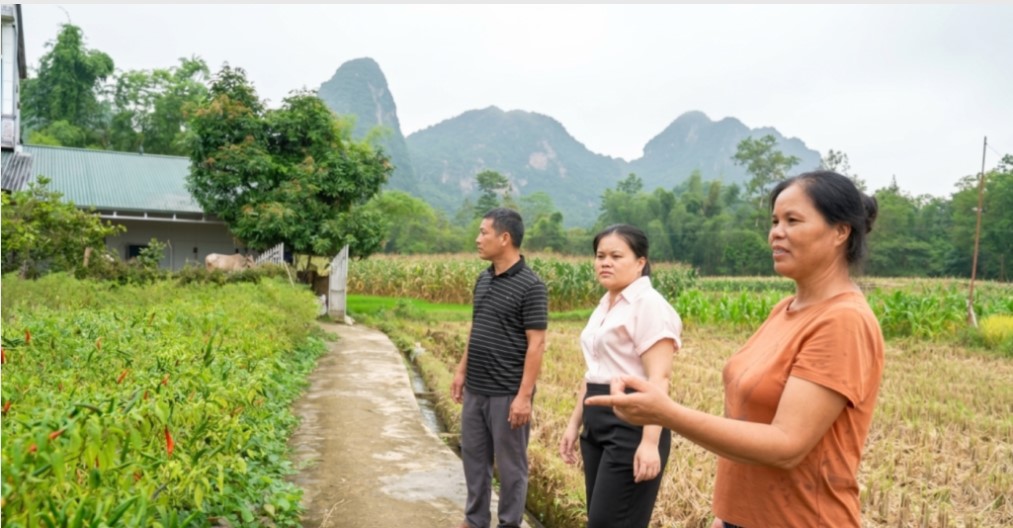 Xã Hoà An: Chung tay tiêu thụ ớt xanh, sẻ chia khó khăn với nông dân vùng lũ